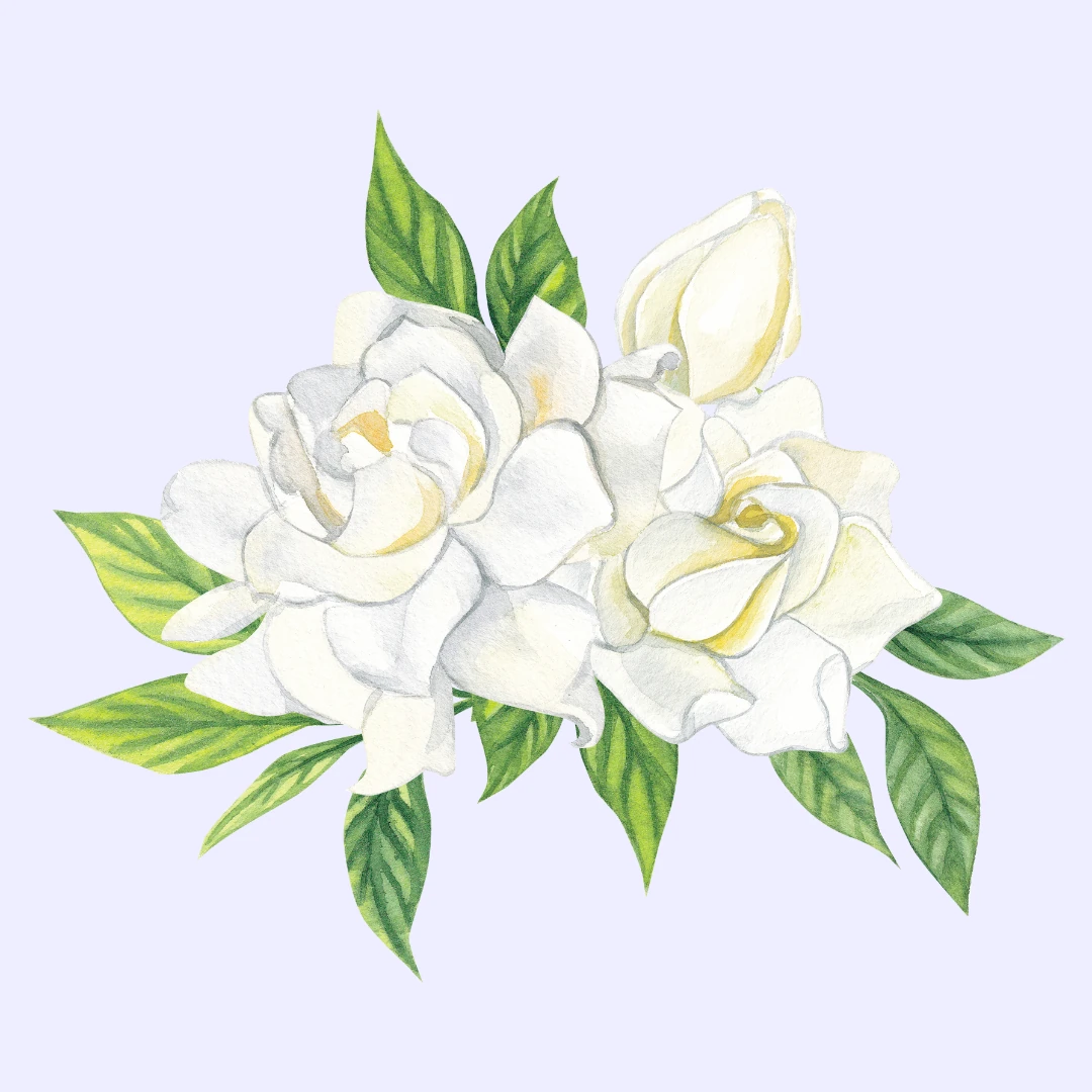 Gardenia Flower